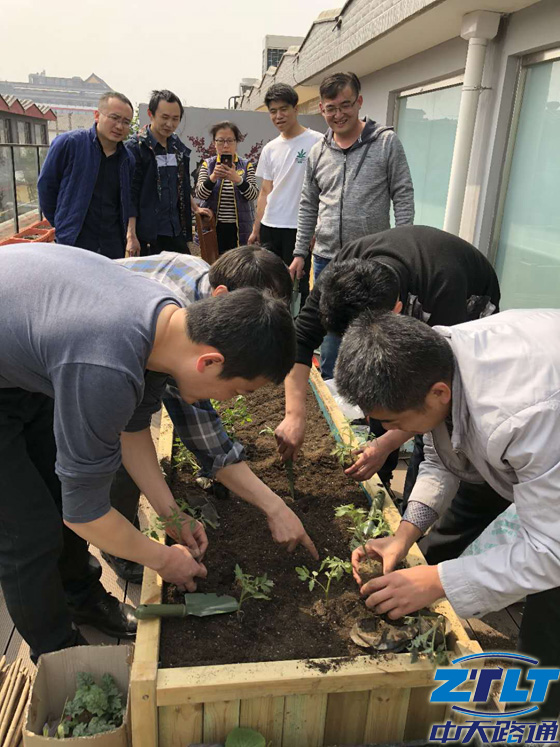 中天路通人齐动手种菜点豆，感受雅趣