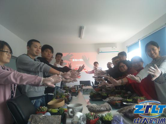 中天路通人齐动手DIY多肉盆栽
