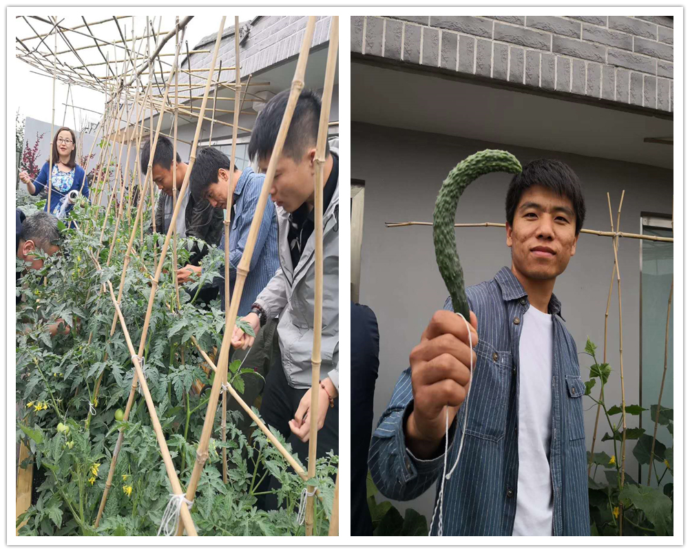 黄昏理攀架,理罢摘瓜归。